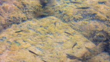 pequeño peces en cubierto de musgo piedras en su natural submarino ambiente video