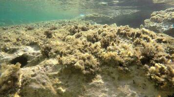 Underwater of a Mossy Sea With Microscopic Animals Planktons and Small Fishes in Natural Ecosystem video