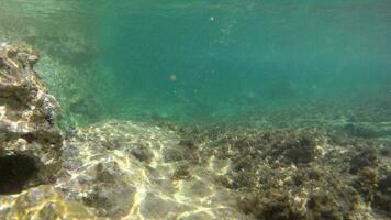 Underwater of a Mossy Sea With Microscopic Animals Planktons and Small Fishes in Natural Ecosystem video