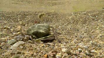 embaixo da agua do uma musgoso mar com microscópico animais plânctons e pequeno peixes dentro natural ecossistema video