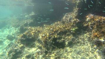 Underwater of a Mossy Sea With Microscopic Animals Planktons and Small Fishes in Natural Ecosystem video