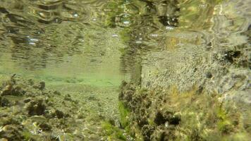 embaixo da agua do uma musgoso mar com microscópico animais plânctons e pequeno peixes dentro natural ecossistema video