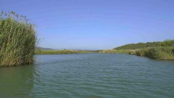 un río rodeado por cañas en un plano llanura video