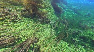 zeewier en onderwater- planten in groen bladerrijk zeegras weiden video