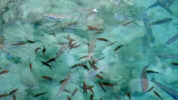 Puffer Fisch und Damselfish auf flach Wasser Oberfläche video