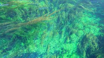 Seetang und unter Wasser Pflanzen im Grün belaubt Seegras Wiesen video