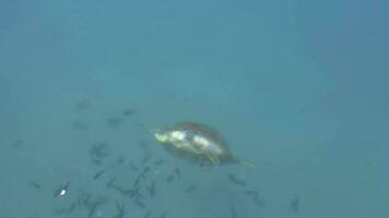 Loggerhead Sea Turtle Swimming and Eating on Shallow Sea video