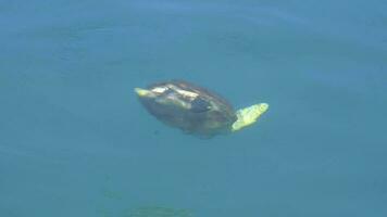 cabeçuda mar tartaruga natação e comendo em raso mar video