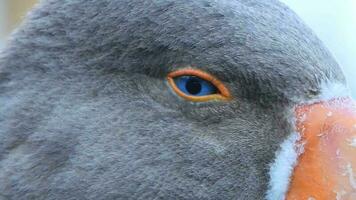 OIE tête avec bleu yeux et Orange le bec dans ses Naturel environnement video