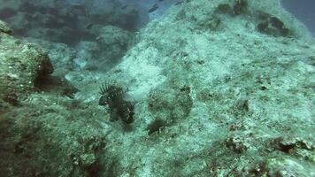 peixe-Leão dentro Está natural meio Ambiente dentro embaixo da agua mar video