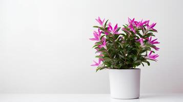 Photo of ornamental plants in minimalist pot as houseplant for home decoration isolated on white background. Generative AI