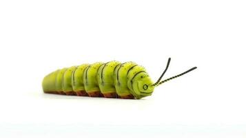 Photo of a swallowtail caterpillar on white background. Generative AI