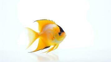 Photo of a angelfish on white background. Generative AI