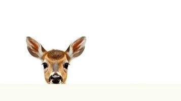 Photo of a deer on white background. Generative AI