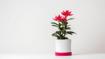 Photo of ornamental plants in minimalist pot as houseplant for home decoration isolated on white background. Generative AI