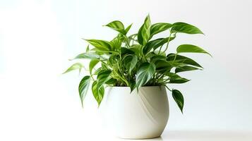 Photo of anubiasin minimalist pot as houseplant for home decoration isolated on white background. Generative AI