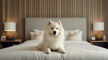 Samoyed dog lying on bed in hotel with contemporary interior design. Generative AI photo