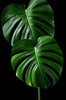 Photo of close-up monstera leafs on black background. Generative AI