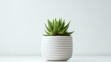 Photo of Haworthia in minimalist pot as houseplant for home decoration isolated on white background. Generative AI