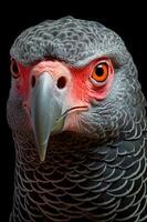 Photo of African Grey Parrot on black background. Generative AI