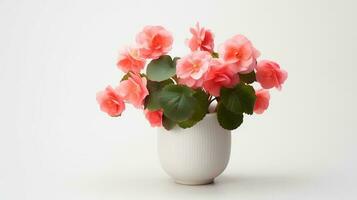 Photo of Begonia in minimalist pot as houseplant for home decoration isolated on white background. Generative AI