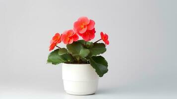Photo of Begonia in minimalist pot as houseplant for home decoration isolated on white background. Generative AI