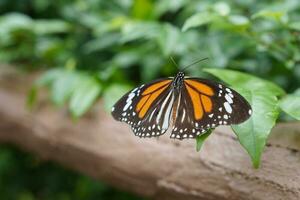 mariposa embrague hoja en salvaje foto