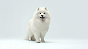 foto de un Samoyedo en blanco antecedentes. generativo ai