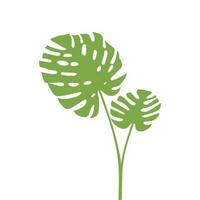 Two leaves of monstera plant vector