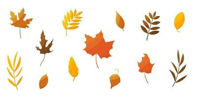 leaves foliage autumn set elements forest colored vector