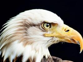 ai generativo un cabeza águila potrait cerca arriba. ai generado foto