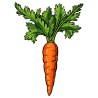 gesund Orange Möhren Illustration, Gemüse Hand gezeichnet Gekritzel Illustration png