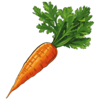 sano naranja zanahorias ilustración, vegetal mano dibujado garabatear ilustración png