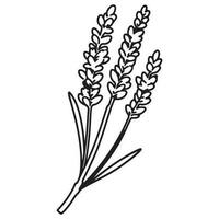 Spring lavender branch icon, botanical elements. rustic herbs. vector