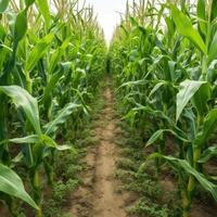 Ecological field of corn. Vegetarianism. photo