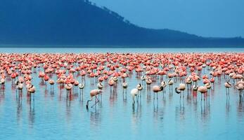 African flamingos in the lake photo