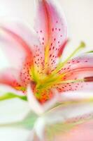 Fresh pink lily photo