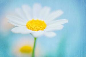 Beautiful textured background of a daisy flower photo