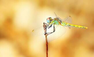 Closeup portrait of dragonfly photo