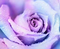 Winter rose background photo