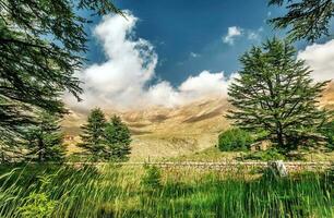 Cedars of Lebanon photo