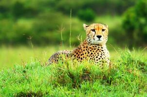 Wild african cheetah photo