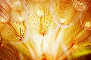 Soft dandelion flower photo