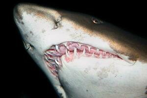 tiburones de miedo dientes foto
