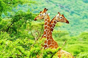 African giraffes family photo