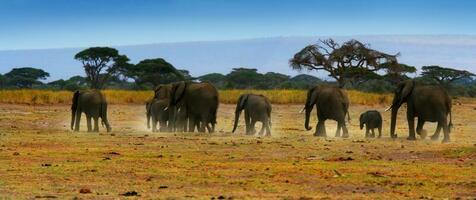 African wild elephants photo