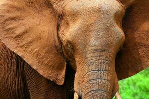 Closeup portrait of African elephant photo