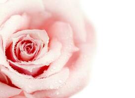 Fresh pink rose photo