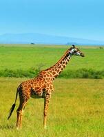 Wild African Giraffe photo