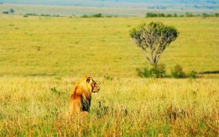 Wild african lion photo